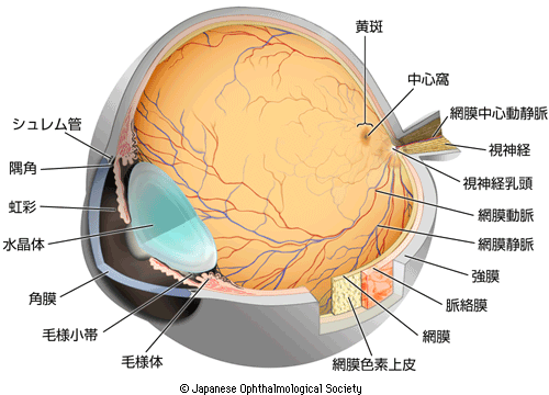 さわだ眼科　眼球図