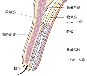 マイボーム腺
